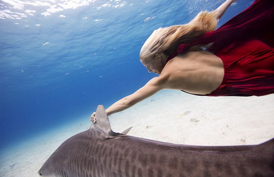 摄影师海底拍摄美女与鲨鱼同游合照