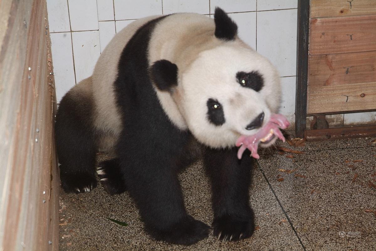 原来大熊猫出生的时候是这样子的！