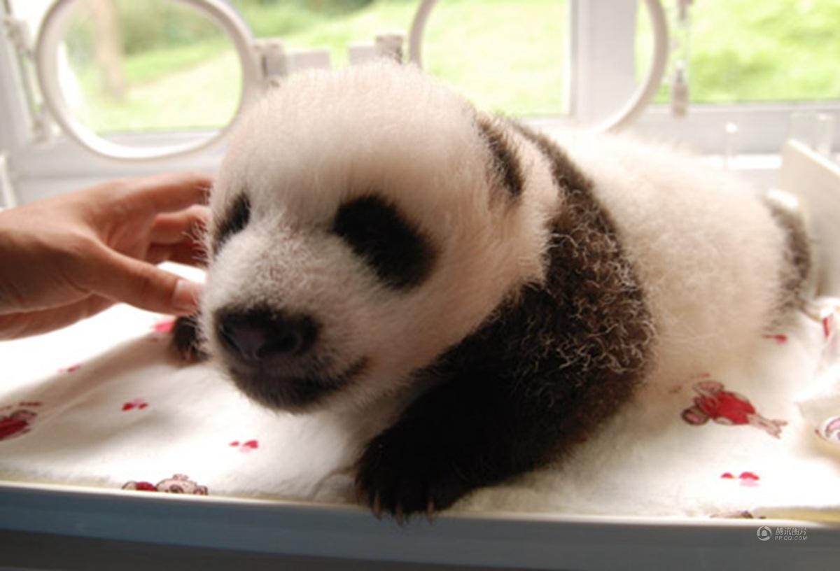 原来大熊猫出生的时候是这样子的！
