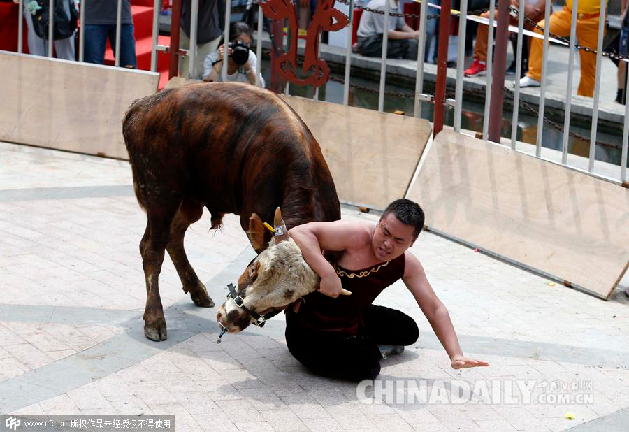 浙江掼牛争霸赛 选手徒手摔倒700斤公牛