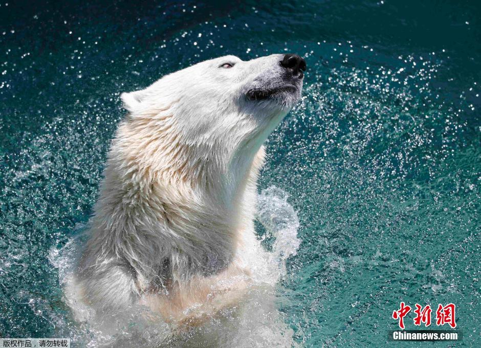 高温侵袭德国 北极熊水中玩耍躲避酷暑
