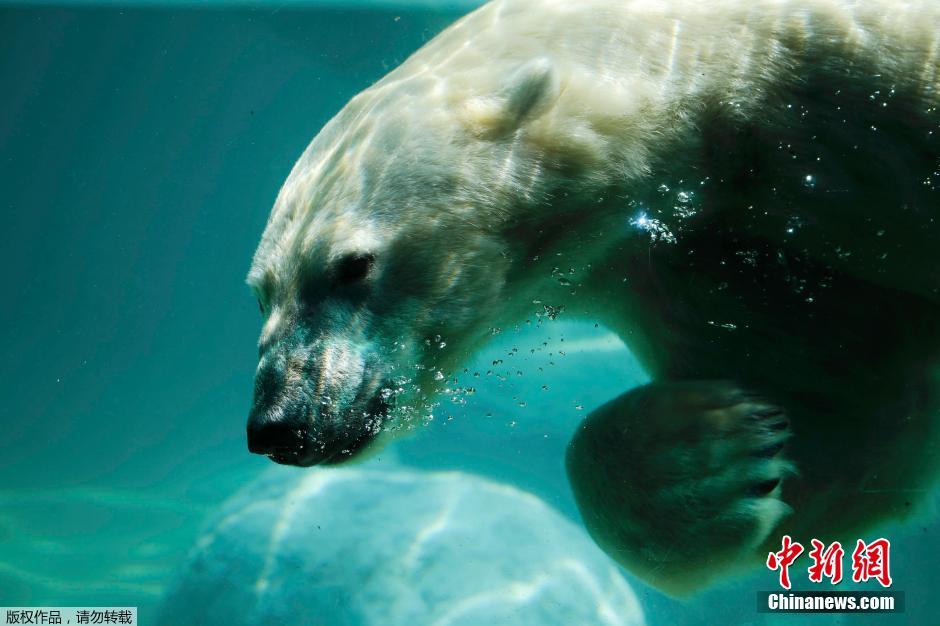 高温侵袭德国 北极熊水中玩耍躲避酷暑