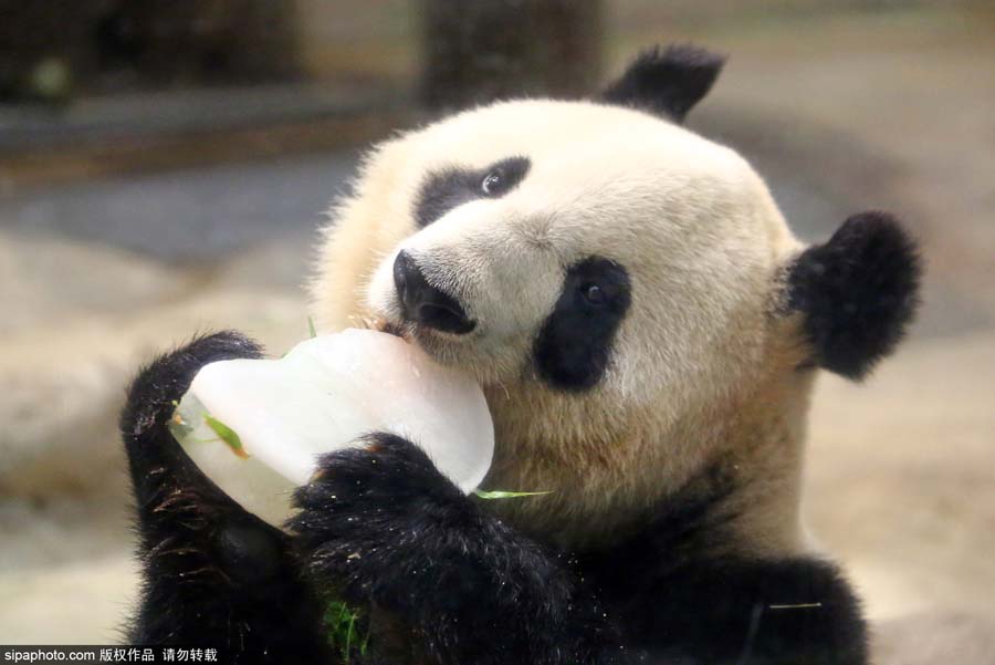 日本上野公园熊猫“真真”迎来10岁生日