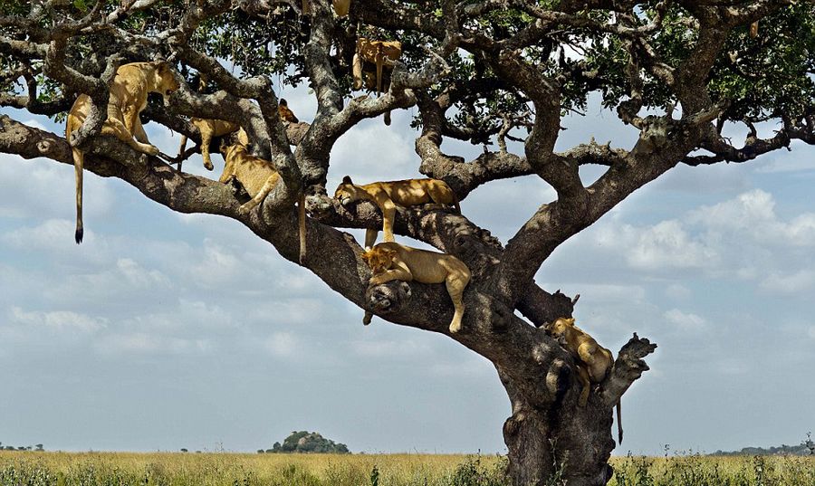 狮群爬上6米高大树乘凉尽显慵懒