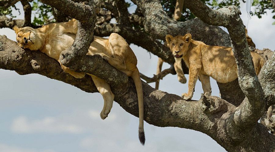 狮群爬上6米高大树乘凉尽显慵懒