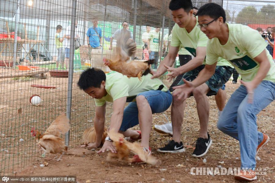 长沙举办“抓鸡大赛” 你争我抢乐翻天