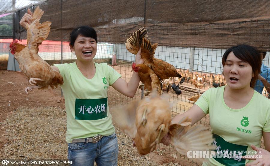 长沙举办“抓鸡大赛” 你争我抢乐翻天