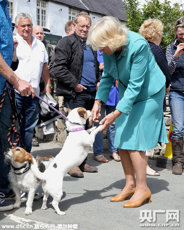 查尔斯王子夫人访问威尔士被<em>宝宝抓头发</em>[4]- 中