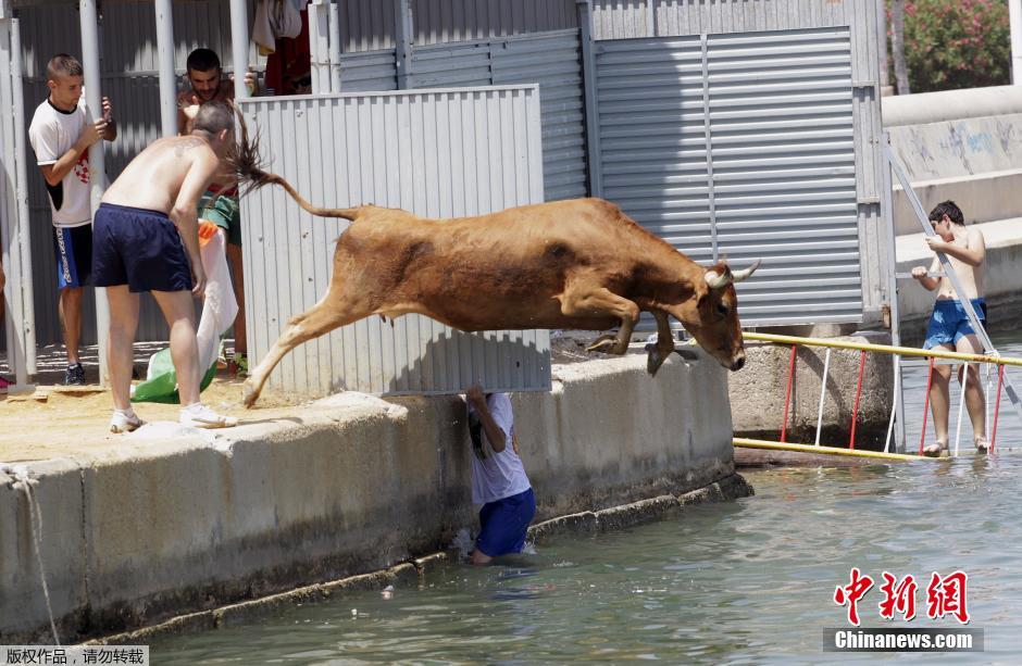 西班牙东海岸上演“奔牛入海” 狂欢者与公牛跳入海中