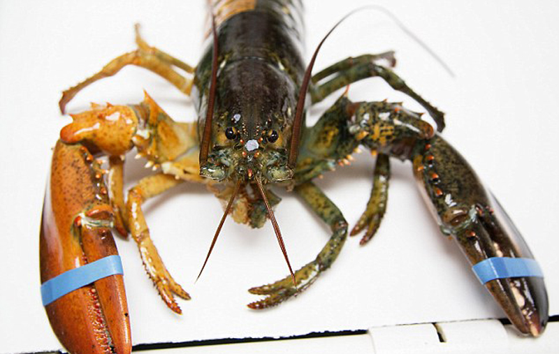 美国渔民捕获双色龙虾 出现概率1/5000万
