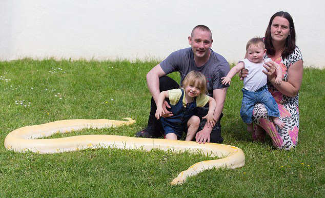 2岁女童拥抱亲吻黄金蟒 家中养19条蛇
