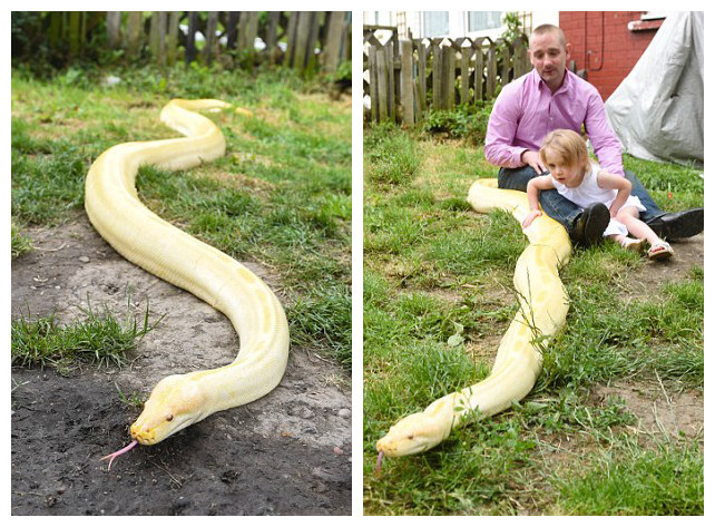 2岁女童拥抱亲吻黄金蟒 家中养19条蛇