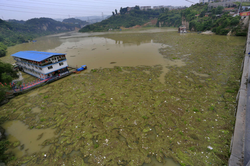 湖北宜昌长江支流水面现巨型垃圾漂流带