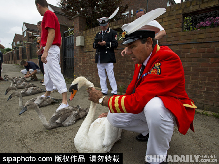 英国王室传统“数天鹅”活动 为其体检贴标签
