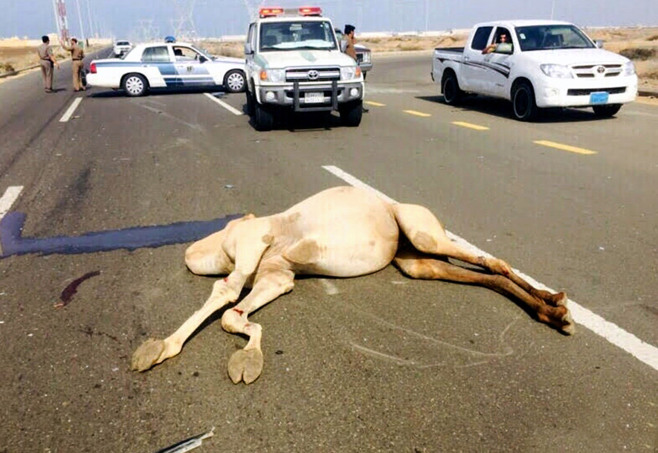 沙特一家7口与骆驼相撞致4死3伤