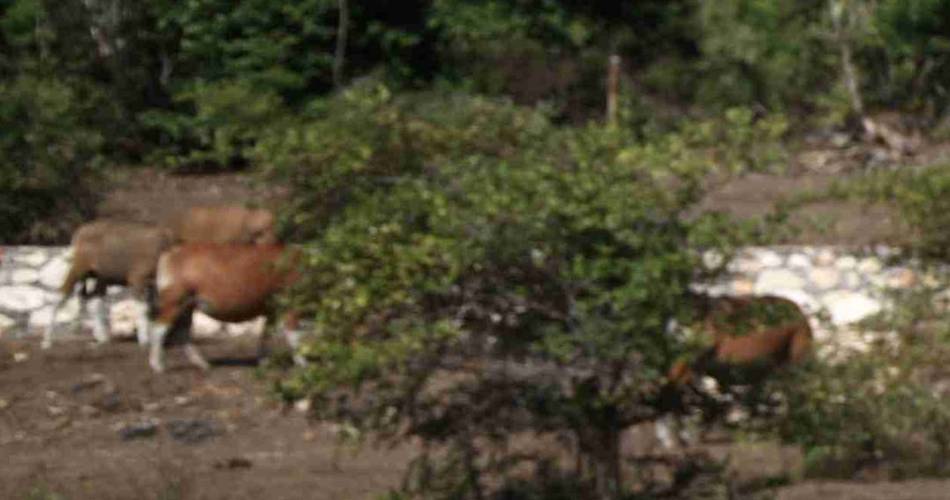 夫妻赴巴厘岛拍婚纱照拍出乡土味 被朋友嘲笑