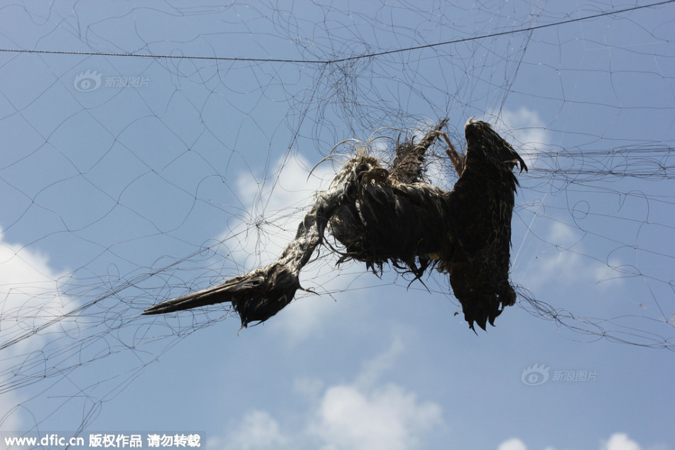 湖北黄州农田现捕鸟大网 长度达20余米