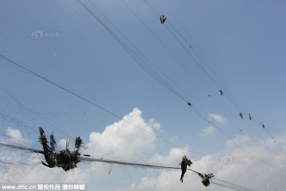 湖北黄州农田现捕鸟大网 长度达20余米