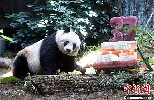“70后”大熊猫佳佳刷新全球圈养最长寿熊猫纪录