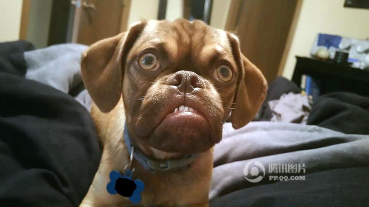 美国不爽狗爆红网络 满脸怨念不开心