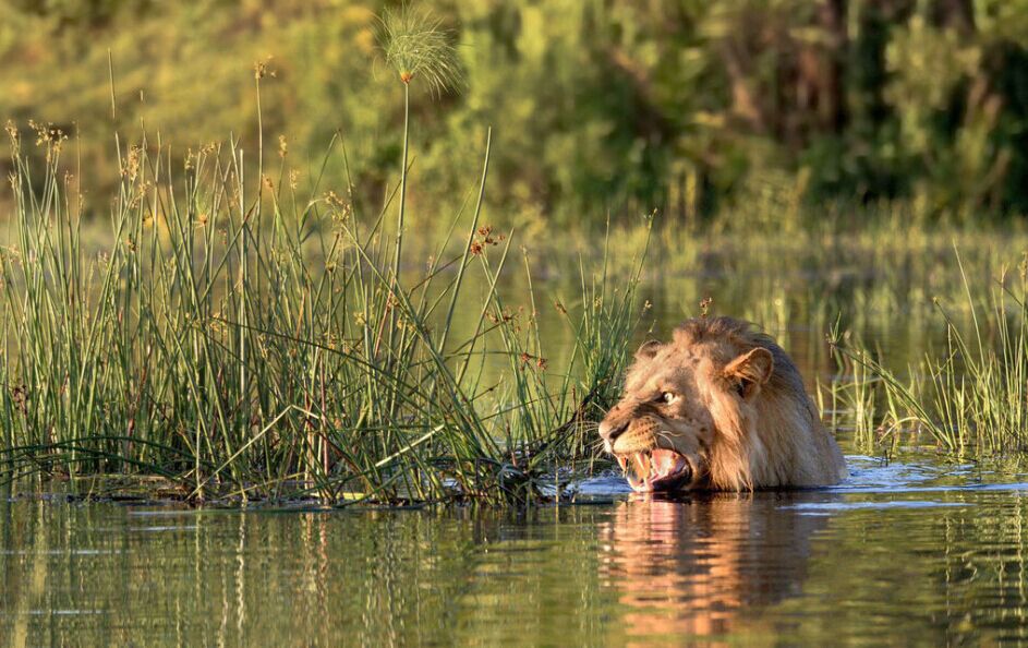 非洲雄狮过河偶遇鳄鱼 拔爪就逃