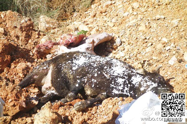 “死牛烂马”运到昆明 流入餐馆学校