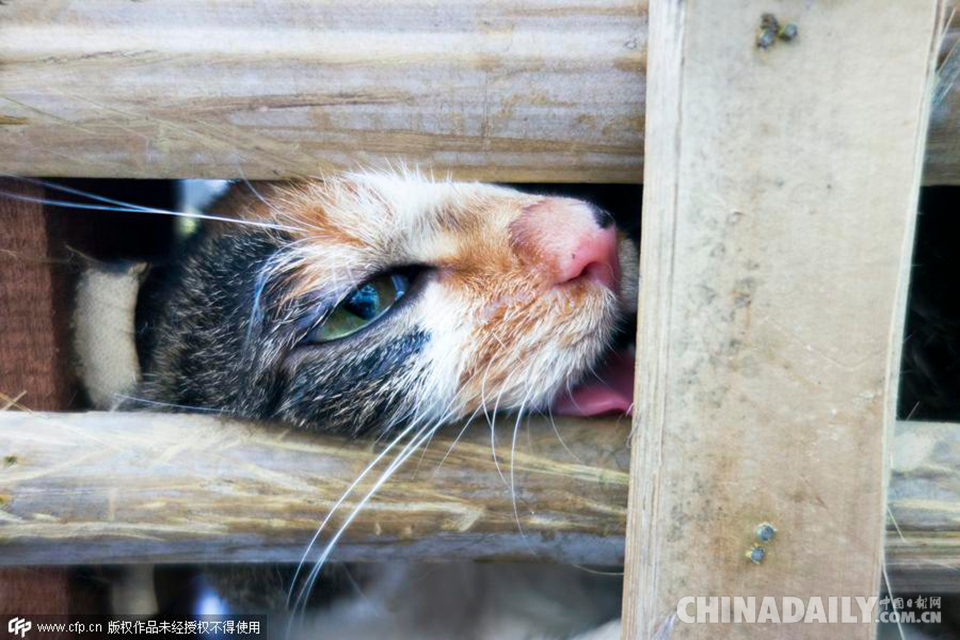 商贩偷捕千只猫运往广东 志愿者成功拦截[2]