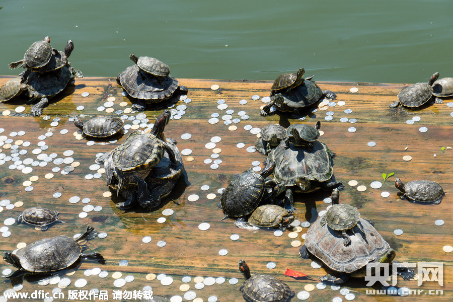 厦门南普陀寺池塘放生“龟满为患”
