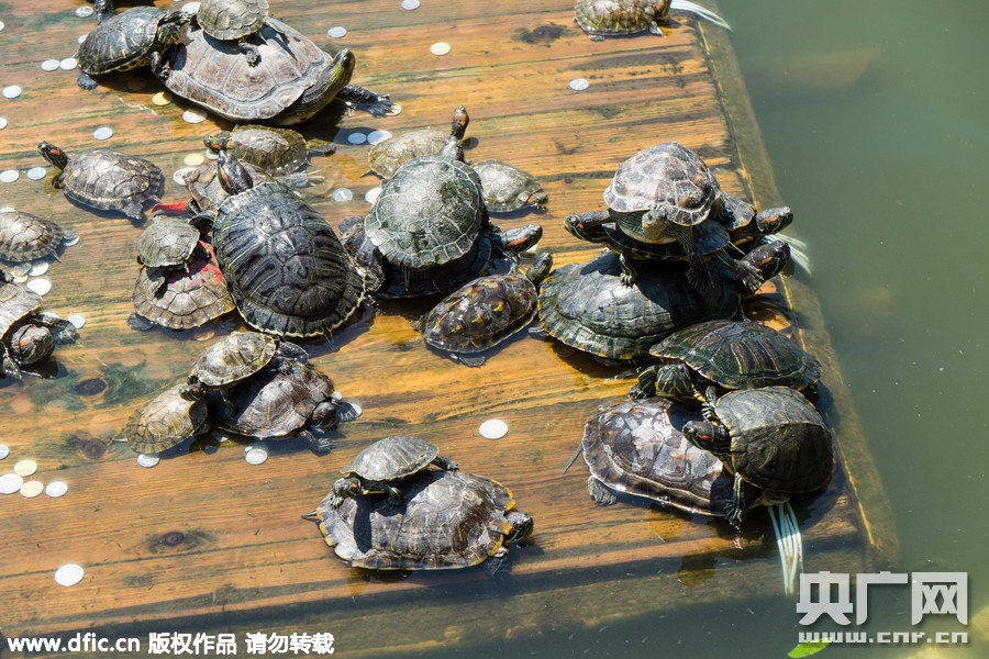 厦门南普陀寺池塘放生“龟满为患”
