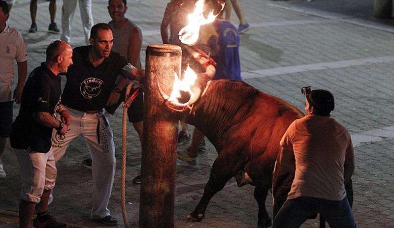 西班牙另类奔牛节：公牛双角“冒火”冲向人群