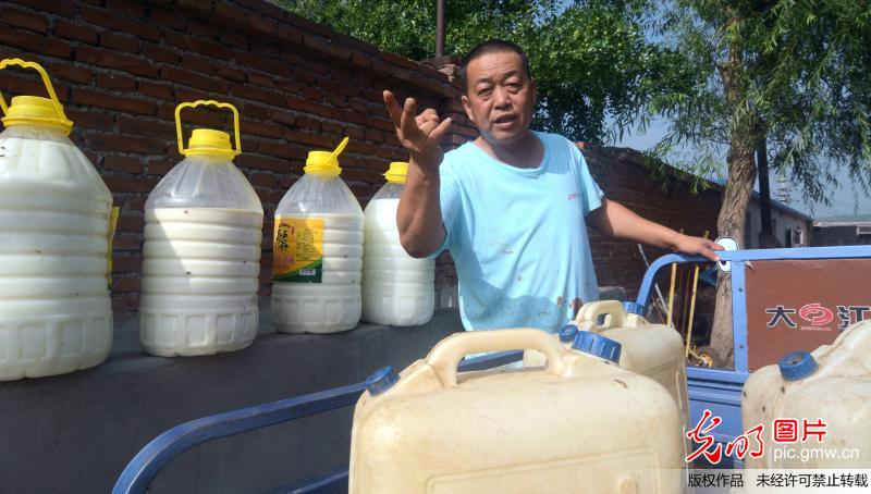 锦州奶农卖奶难 鲜奶喂狗
