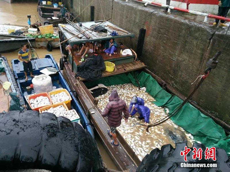 广西钦州暴雨致数千吨鱼暴毙 救助工作进展有序