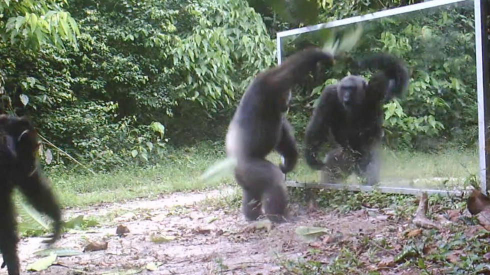 黑猩猩第一次照镜子 与镜中自己“斗舞”