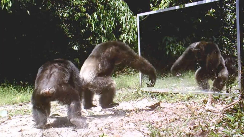 黑猩猩第一次照镜子 与镜中自己“斗舞”