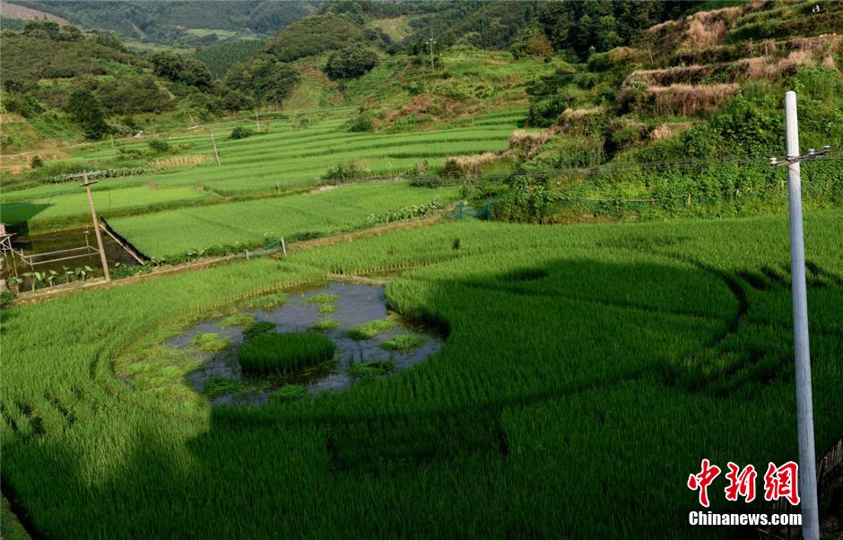 广西侗乡农民稻田里种出“八卦阵”