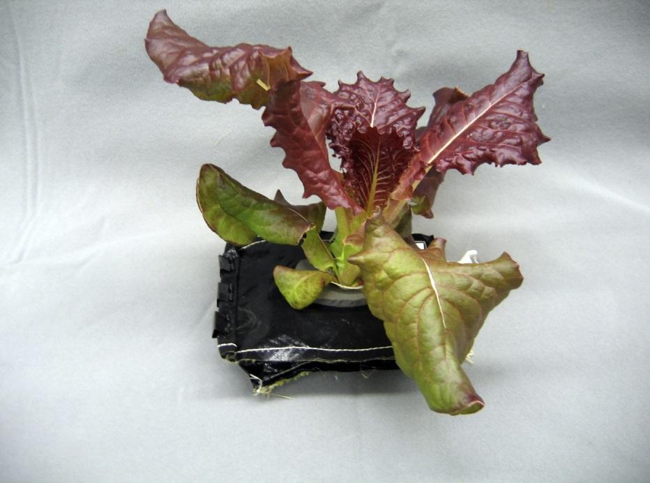 宇航员太空中培育蔬菜 粉红温室内菜叶长势喜人