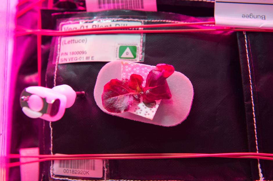 宇航员太空中培育蔬菜 粉红温室内菜叶长势喜人