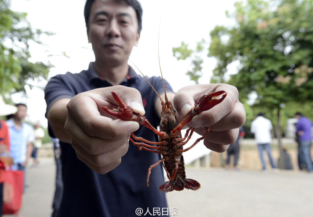 昆明小龙虾泛滥成灾 两年