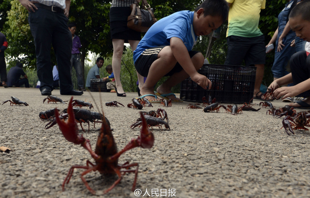 昆明小龙虾泛滥成灾 两年