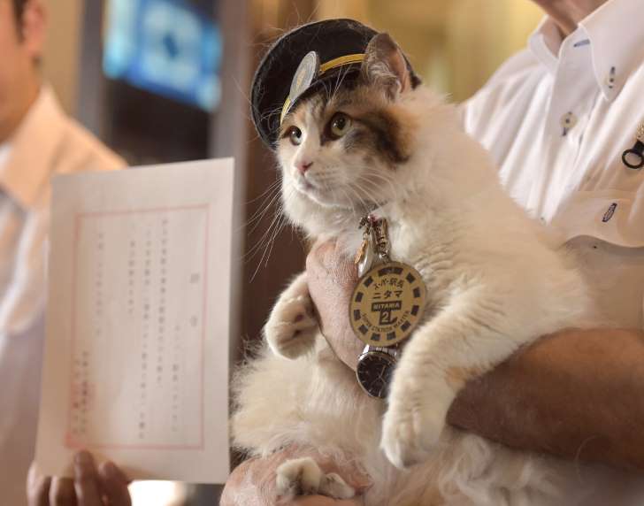 日本和歌山市民营铁路上任新“猫站长”