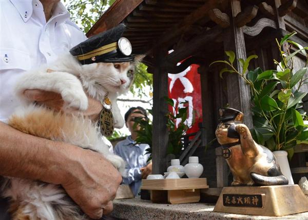 日本和歌山市民营铁路上任新“猫站长”