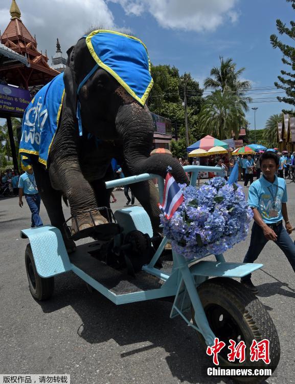泰国大象沿街蹬三轮 迎王后诗丽吉83岁生日