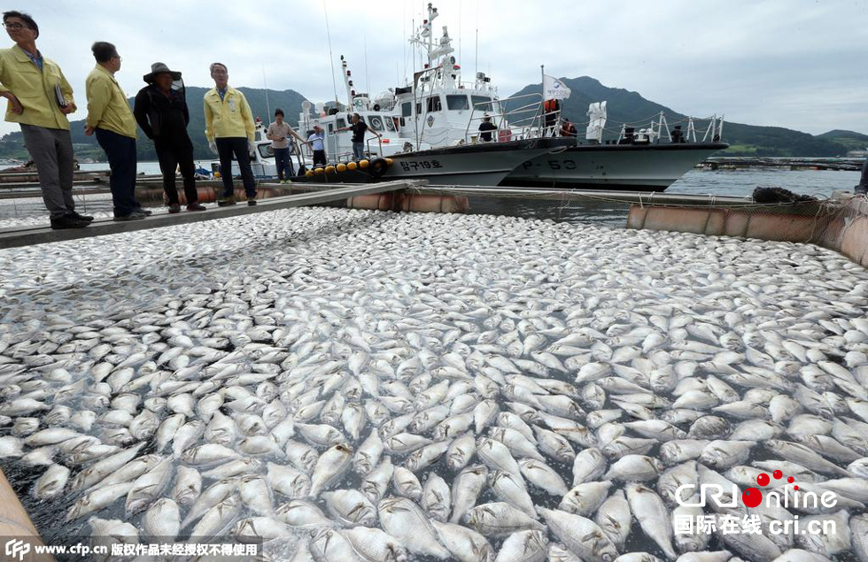 韩国养殖场赤潮蔓延 数十万条鱼死亡