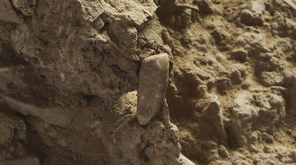 法国发现境内最古老人类牙齿 距今56万年