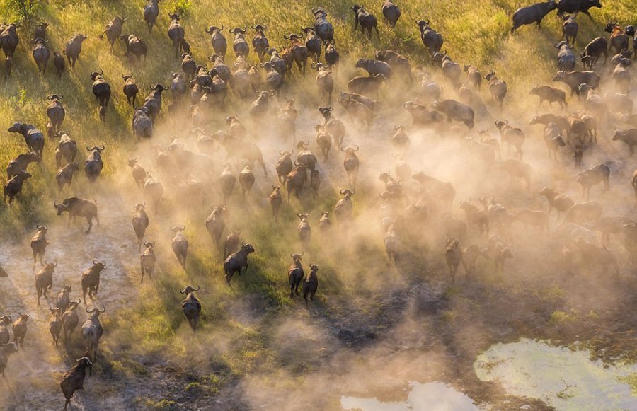 英国摄影师高空俯拍非洲野生动物