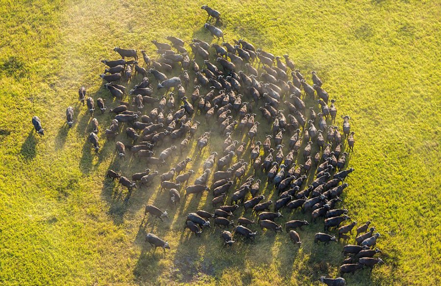 英国摄影师高空俯拍非洲野生动物