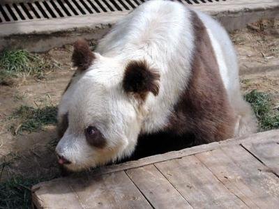 我国发现罕见棕白大熊猫 30年仅发现5次