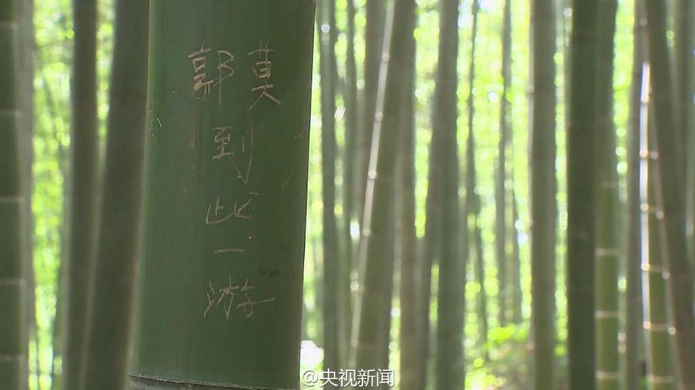 为不让更多竹子受伤 景区专设竹林供游客刻字
