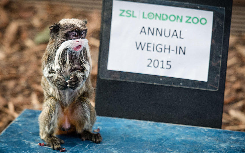 伦敦动物园1.7万只动物进行年度称重