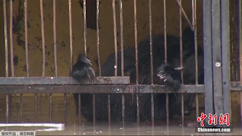 俄罗斯一动物园被淹 黑熊被困齐胸深水中
